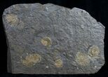 Multiple Plate Of Dactylioceras Ammonites #9708-2